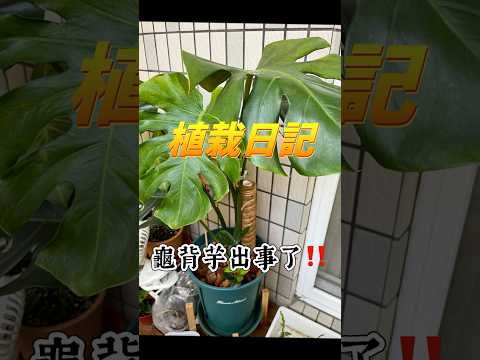 【 植栽日記 Vlog 4 】龜背芋出事了‼️發生那種嚇一跳的事⋯龜背芋太會長了！#龜背芋 #植物 #觀葉植物#plants #monstera