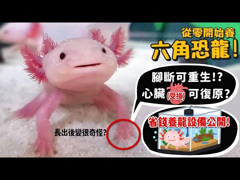 【從零開始養】六角恐龍!超強再生?腳斷可重生?心臟受損可復原?長出後變奇怪?省錢養龍設備公開!求歡激烈頂撞?產卵量驚人?【許伯簡芝】墨西哥鈍口螈Axolotl