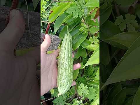 HAND POLLINATION 💚 BITTER GOURD #ampalaya #gardening