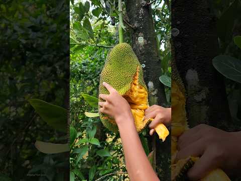 Amazing Fruit Jackfruit #shorts