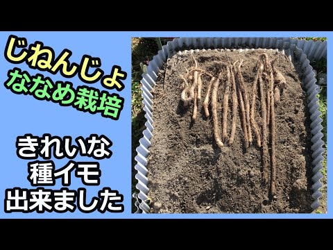 【楽々】波板自然薯ななめ栽培㉓ きれいな種イモ出来ました 2022秋