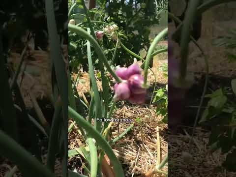 Turns out plants can walk! 🏃‍♂️🧅 #shorts