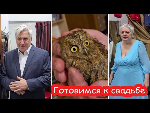 VLOG Вот это поворот. У нас появилась сова