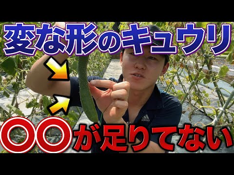 【今の時期出ます】キュウリ変な形のが出来たら〇〇が足りてない証拠です