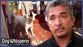 Territorial Dog Bites Crew During Filming | Dog Whisperer With Cesar Millan