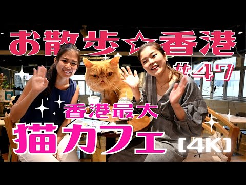 ＜香港＞ [4K] お散歩 #47「猫カフェ」～ 人気の猫カフェ@観塘(クントン)を紹介 ～ Urban Café 勝手にランキング トップ5発表！｜2022年2月22日公開｜Kwun Tong