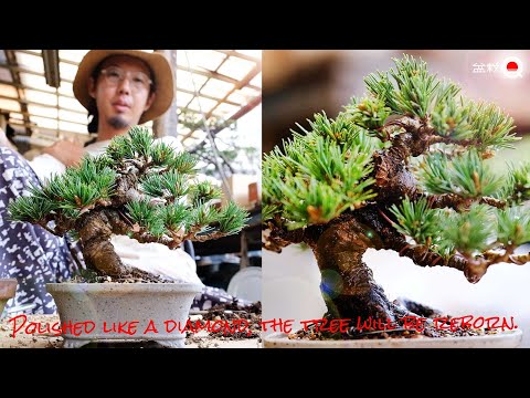 Grafted Goyomatsu is reborn through trimming and replanting [Bonsai Q]