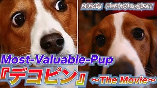 2024年デコピンがいっぱい😍!  Most Valuable Pup『デコピン 〜The Movie~ 』