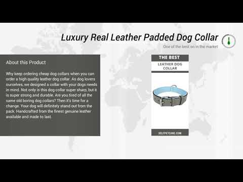 Luxury Real Leather Padded Dog Collar