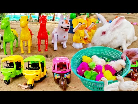 Murgi ke bacche | Cute Chuja | Chuche | Murgi ki Chicks