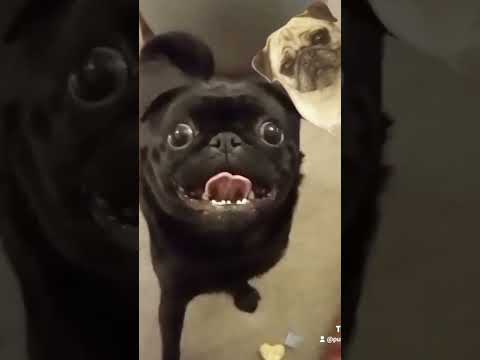 positivity, funny pug always looks on the bright side, pretty adorable