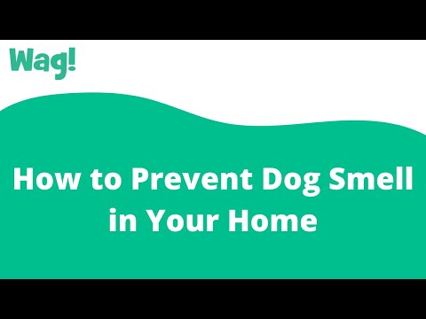 How to Prevent Dog Smell in Your Home | Wag!