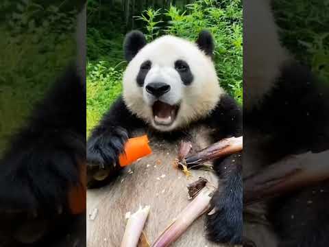 Panda Eating Carrot 🥕।। Environmental Life।।