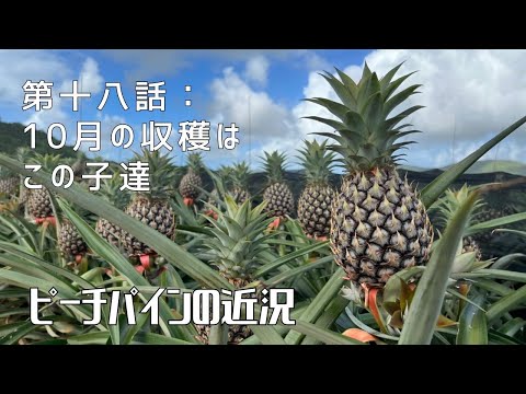 【第十八話：10月の収穫はこの子達】〜ピーチパインの近況〜