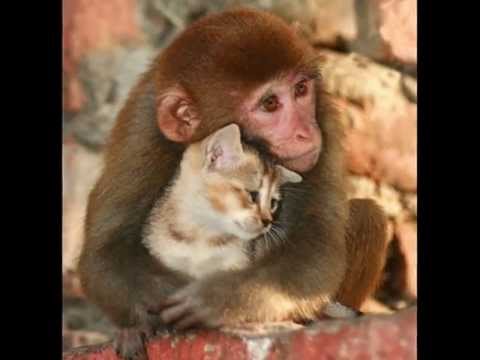 Steve Jablonsky - My name is Lincoln (Cute and unusual animal friendships)