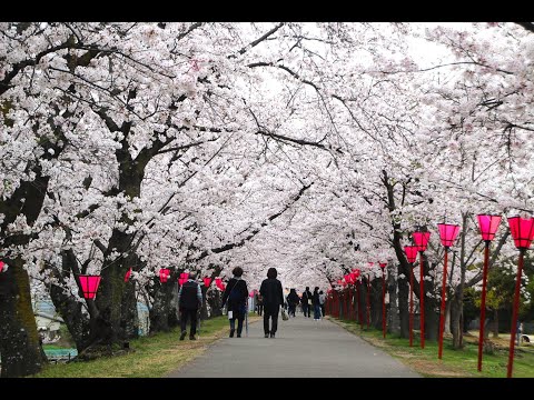 2024年 住吉堤防敷の桜 / Love is a Many Splendored Thing（慕情）