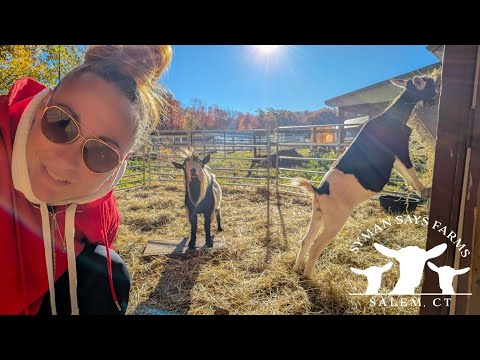 Goat Breeding A First Time Goat Mom