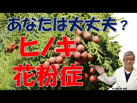 今年のヒノキ花粉は多い？スギ花粉症の人の大半がヒノキ花粉症⁉大久保公裕先生がヒノキ花粉症についてやさしく解説