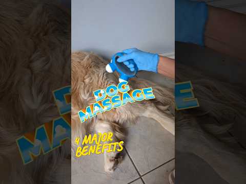 How to massage the dog hind leg and 4 benefits of it. #dogs #dogmassage #doghealth