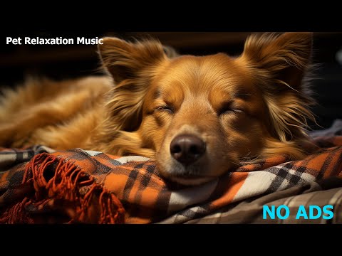 🐶RELAXING MUSIC TO CALM PETS 💛 RELAXING MUSIC FOR YOUR BEST FRIEND, MUSIC FOR DOGS