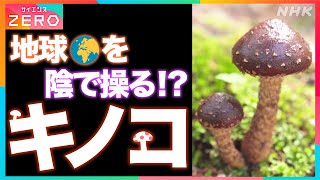 [サイエンスZERO] キノコが地球を支配する！？| 天気をも操る！キノコの驚きの正体が明らかに | 魅惑のキノコワールドへご招待！| NHK