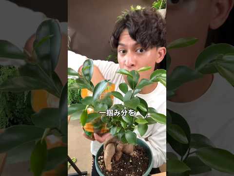 土にのせて簡単コバエ対策🪰🌱｜そらベジ🥝ガーデンハック