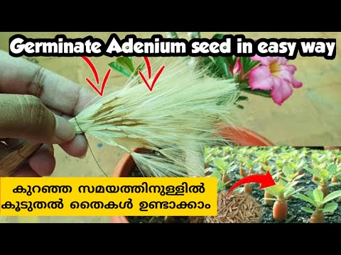 Germinate adenium seed in easy way|| അഡീനിയം തൈകൾ എളുപ്പത്തിൽ ഉണ്ടാക്കാം ❤️#adenium #adeniumplant