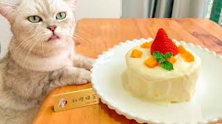 【料理猫王Cooking Cat】Cheese cake made by cat猫咪给主人做了一份网红芝士蛋糕，太可爱了