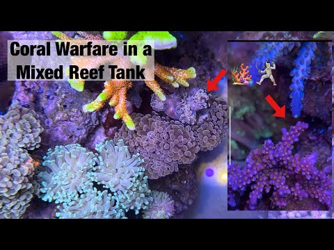 Coral Warfare in a Mixed Reef Tank  |  Red Sea Reefer G2