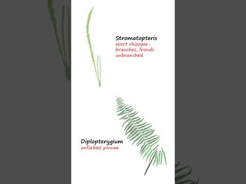 Fern Family Gleicheniaceae #shorts