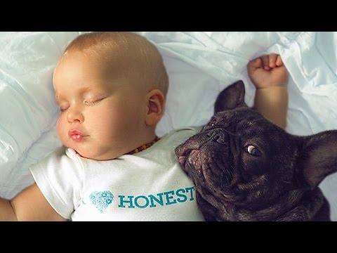 Bulldog and Baby Compilation