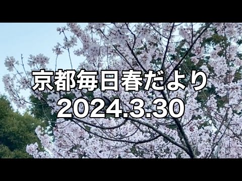 【2024.3.30】京都春の訪れを毎日更新中