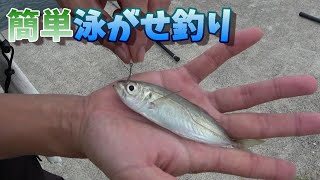 【泳がせ釣り】初心者でも簡単に出来る方法ででっかいの釣れた。