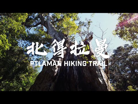 【北得拉曼/ Ptlaman】新竹尖石小司馬庫斯！四小時飽覽四大神木！(請開字幕)