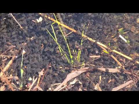 Tadpoles