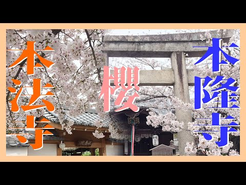 【写真旅行】櫻花/緩慢的散步然後抬頭看櫻花@京都@本法寺@本隆寺/SAKURA/honponji/honryuji