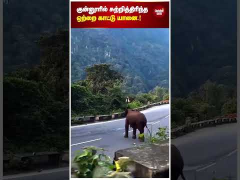 குன்னூர் மலைப்பாதையில் சுற்றித் திரிந்த ஒற்றைக் காட்டு யானை வாகனங்களை விரட்டியதால் பரபரப்பு