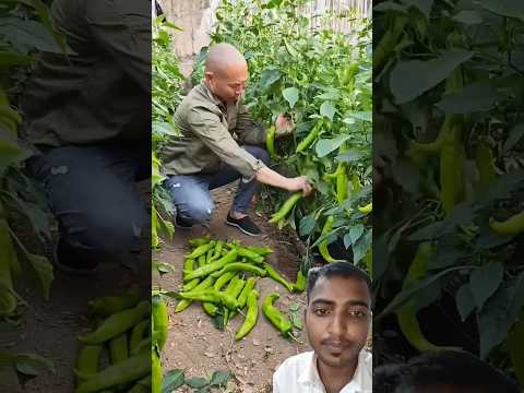 Help Needed For Pepper Harvest 🌶️🫑#satisfying #short #agriculture #garden#shortsviral #shorts#facts