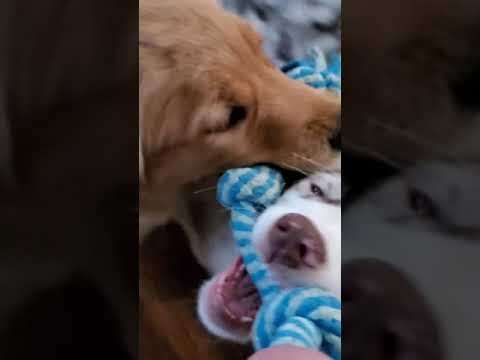 Adorable puppies playing tug | Close up and cute | Aussie puppy | Golden puppy | Tug of war