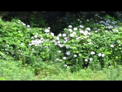 冷水岳公園のあじさいとウグイス