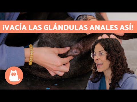 ¿Cuándo y CÓMO VACIAR las GLÁNDULAS ANALES de tu PERRO?🐶😅