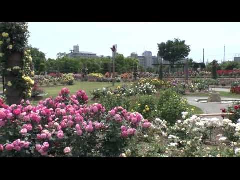 【Kansai Outing Spot】Wakazono Rose garden in Takatsuki city