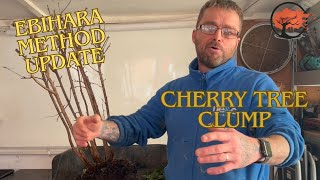 Update of the Ebihara Method: Cherry Tree Clump Bonsai Unveiled