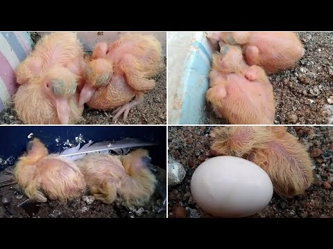 9 new chicks in our loft in Tamil | Pet Pigeon | ஒன்பது புதிய புறா குஞ்சுகள்  | தமிழில்