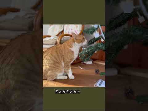 縁側ねこ コタの思い出｜クリスマスツリーに興味津々