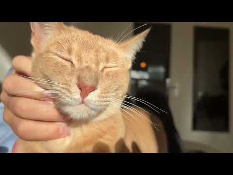 Golden boi petting purr session gives instant anxiety relief