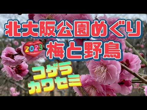 【行った気分】北大阪公園めぐり 梅と野鳥 Parks in Northern Osaka