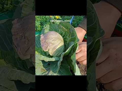 harvesting cabbage from my terrace garden #cabbage #terracegarden