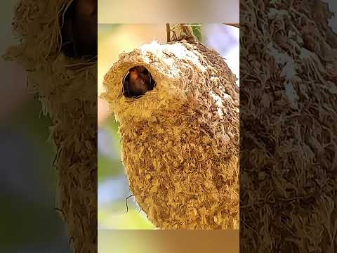 Birds, as soon as the feeding bird father left, the smart baby bird turned around and pooped. 😂😂