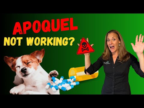 Why Apoquel is NOT Healing Your Dog's Itchy Skin [Holistic Vet Advice]